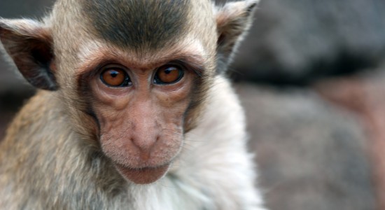 Новости генетики РАС:  В Шанхае путём генного модифицирования получены обезьяны с симптомами аутизма