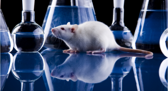 Аутизм, искусственно смоделированный у мышей, удалось вылечить специально созданной таблеткой